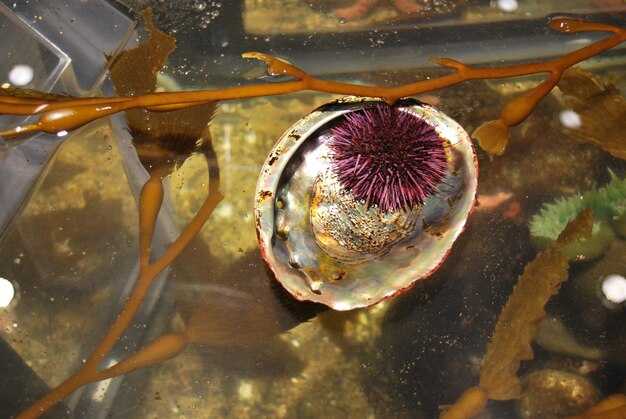 Богатый источник витаминов и минералов