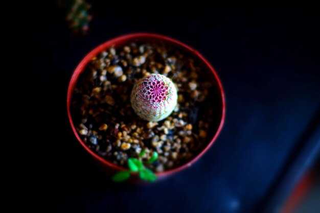 Заварные блюда с красными водорослями