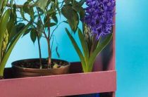 Идеи для посадки на подоконнике — лучшие варианты зелени и цветов