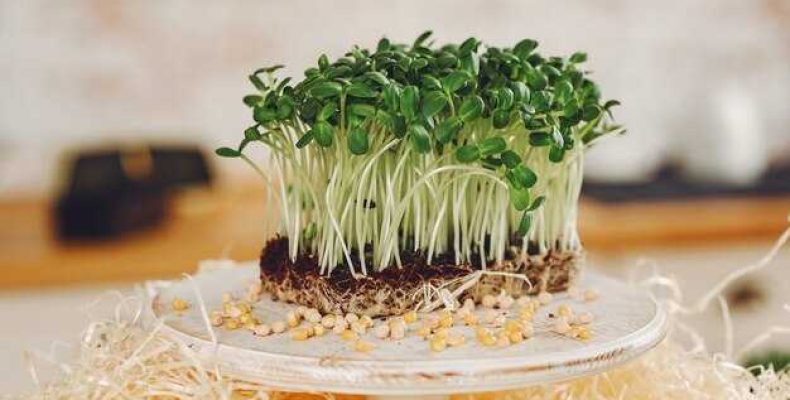Как приготовить полезный салат с пророщенным нутом для здоровья и вкуса