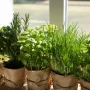 Домашние травы на подоконнике: что посадить для кухни и как ухаживать
